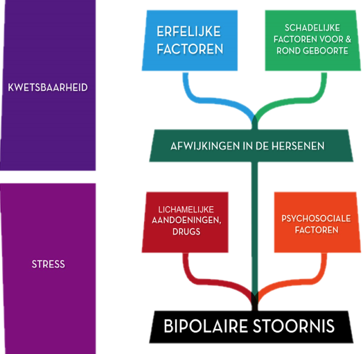 Erfelijkheid: een bipolaire stoornis wordt veroorzaakt door een combinatie van een mogelijk aanwezige erfelijke kwetsbaarheid en het optreden van omgevingsfactoren.